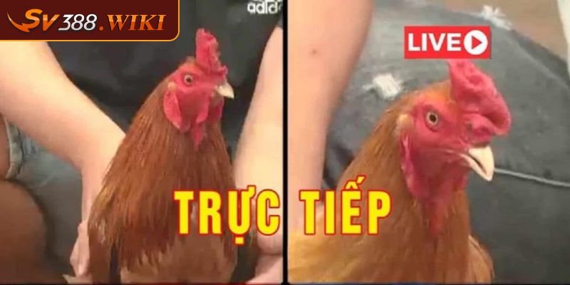 Đá gà CPC 1 Giải Đấu Hấp Dẫn Và Kịch Tính Tại SV388 1 Đá gà CPC 1 là gì?