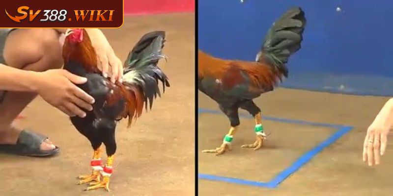 Đá gà CPC 3 Tổ Chức Những Trận Đấu Hấp Dẫn và Chuyên Nghiệp 1 Giới thiệu về đá gà CPC 3