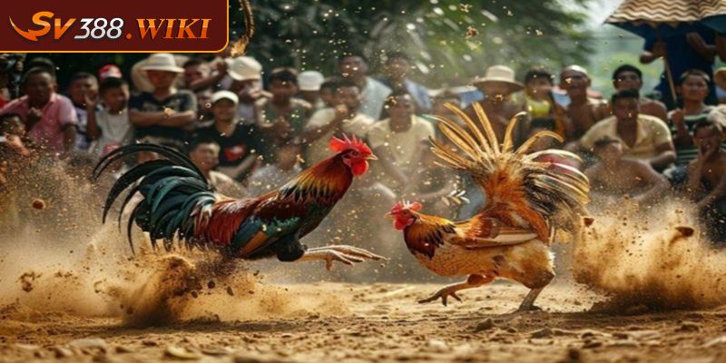 Đá gà CPC 3 Tổ Chức Những Trận Đấu Hấp Dẫn và Chuyên Nghiệp 3 Luật chơi đá gà CPC 3