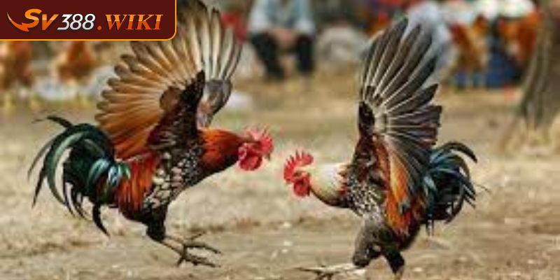 Đá gà CPC 3 Tổ Chức Những Trận Đấu Hấp Dẫn và Chuyên Nghiệp 2 Xem đá gà CPC online tại SV388