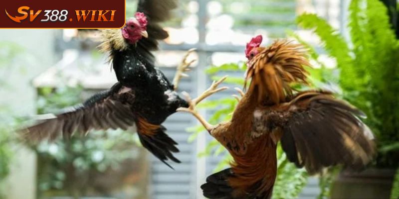 Đá Gà CPC 4 Trải Nghiệm Ván Cược Kịch Tính Và Hấp Dẫn Tại SV388 2 Cách tham gia cá cược Đá gà CPC 4