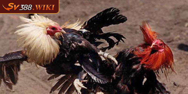 Đá Gà CPC 4 Trải Nghiệm Ván Cược Kịch Tính Và Hấp Dẫn Tại SV388 1 Tìm hiểu giải đấu Đá gà CPC 4
