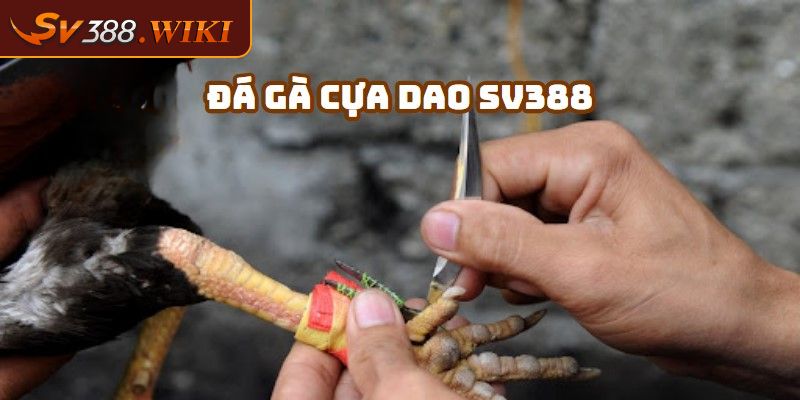 Đá Gà Cựa Dao SV388 - Trải Nghiệm Trò Chơi Hấp Dẫn Kịch Tính 1 Tổng quan đá gà cựa dao SV388
