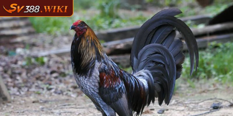 Đá Gà Mỹ SV388 Sự Hấp Dẫn Kịch Tính Của Trận Đấu Đỉnh Cao 3 Cá cược đá gà Mỹ SV388 lựa chọn đa dạng