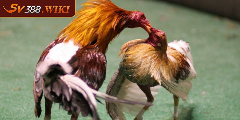 Đá Gà Mỹ SV388 Sự Hấp Dẫn Kịch Tính Của Trận Đấu Đỉnh Cao 2 Công bằng trong kết quả