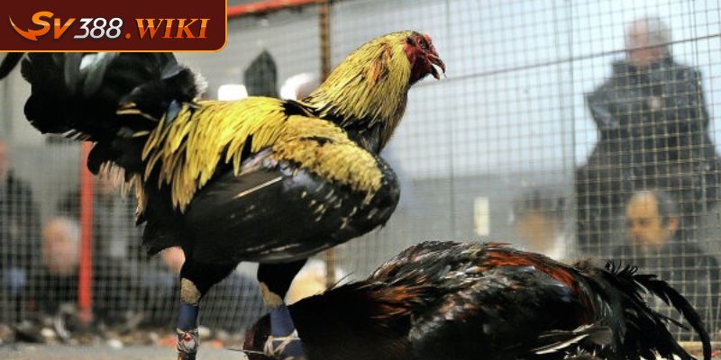 Đá Gà Mỹ SV388 Sự Hấp Dẫn Kịch Tính Của Trận Đấu Đỉnh Cao 1 Giới thiệu đá gà Mỹ SV388