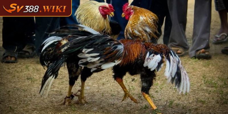 Đá Gà Tre SV388 Tất Cả Thông Tin Về Giống Gà Chọi Nhỏ Con 2 Cách lựa chọn đá gà tre SV388