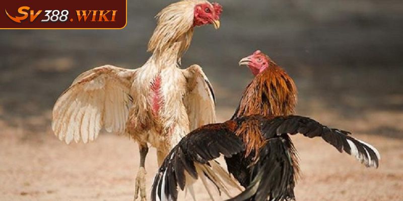 Đá Gà Tre SV388 Tất Cả Thông Tin Về Giống Gà Chọi Nhỏ Con 3 Kỹ thuật nhận biết đá gà tre SV388 hay