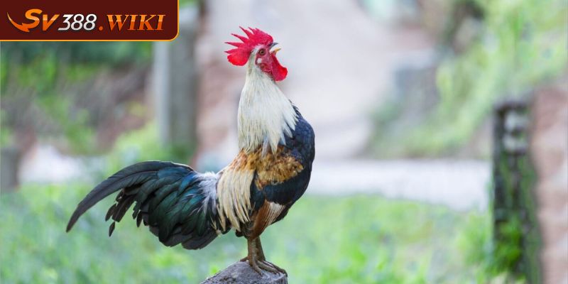 Đá Gà Tre SV388 Tất Cả Thông Tin Về Giống Gà Chọi Nhỏ Con 1 Đá gà tre SV388 là gì?