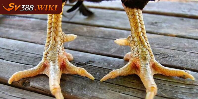 Cách chăm sóc và huấn luyện chiến kê vảy hoa mai