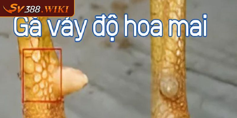 Vảy hoa mai là gì?
