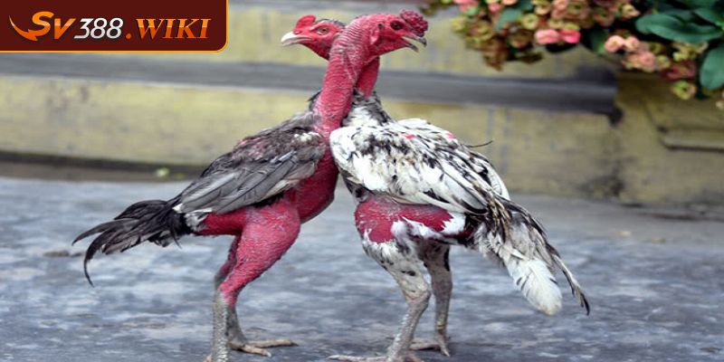 Các phương pháp huấn luyện