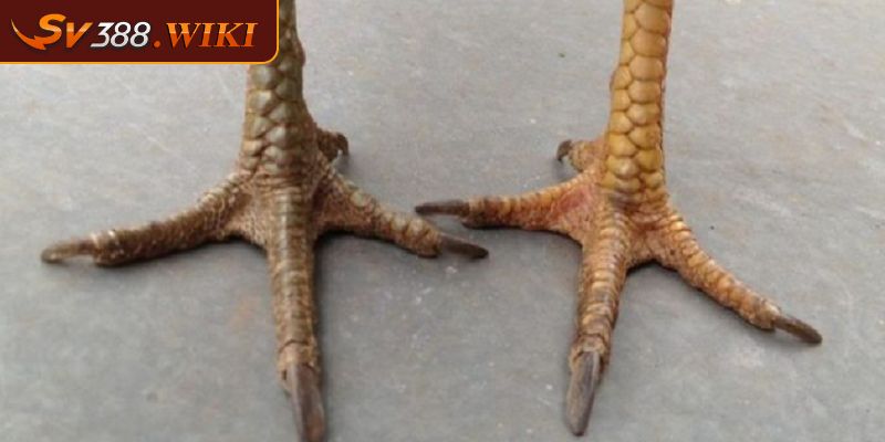 Vảy Khai Vương Đặc Điểm Nhận Dạng Và Cách Chăm Sóc Hiệu Quả 2 Chiến kê có vảy khai vương