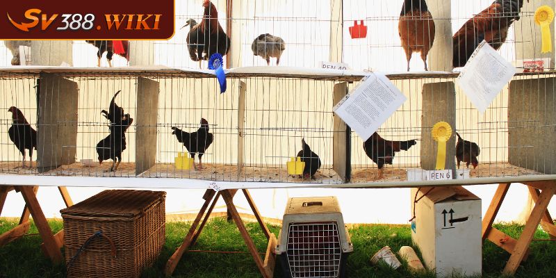 Vảy Khai Vương Đặc Điểm Nhận Dạng Và Cách Chăm Sóc Hiệu Quả 3 Chuồng trại phù hợp