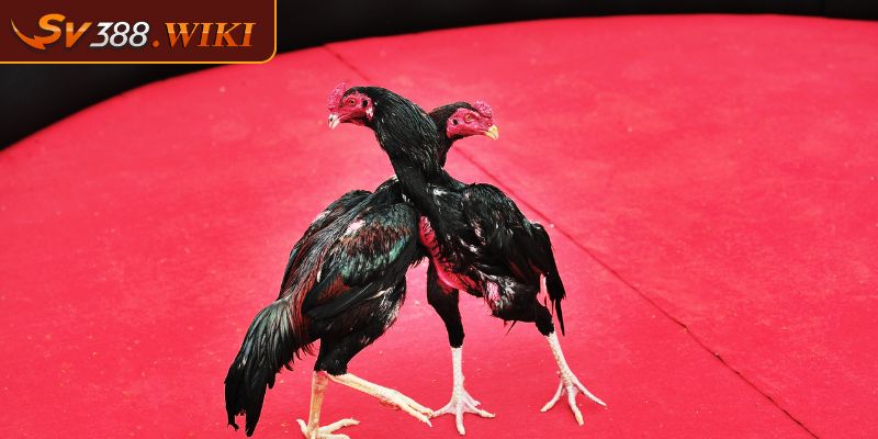 Vảy Lạc Diệp Biểu Tượng Của Sức Mạnh Và Vẻ Đẹp  Của Gà Chọi 2 Đặc điểm nhận biết vảy lạc diệp ở gà chiến