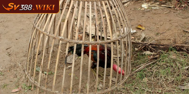 Vảy Lạc Diệp Biểu Tượng Của Sức Mạnh Và Vẻ Đẹp  Của Gà Chọi 3 Lưu ý khi nuôi chiến kê