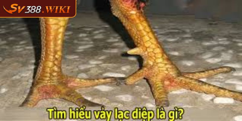 Vảy Lạc Diệp Biểu Tượng Của Sức Mạnh Và Vẻ Đẹp  Của Gà Chọi 1 Tổng quan về vảy lạc diệp