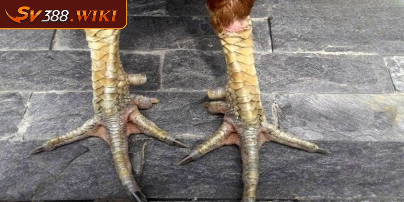 Vảy Nội Hoa Đăng Bí Quyết Chọn Lựa Chiến Kê Mạnh Mẽ Bất Bại 1 Tổng quan về vảy nội hoa đăng từ SV388