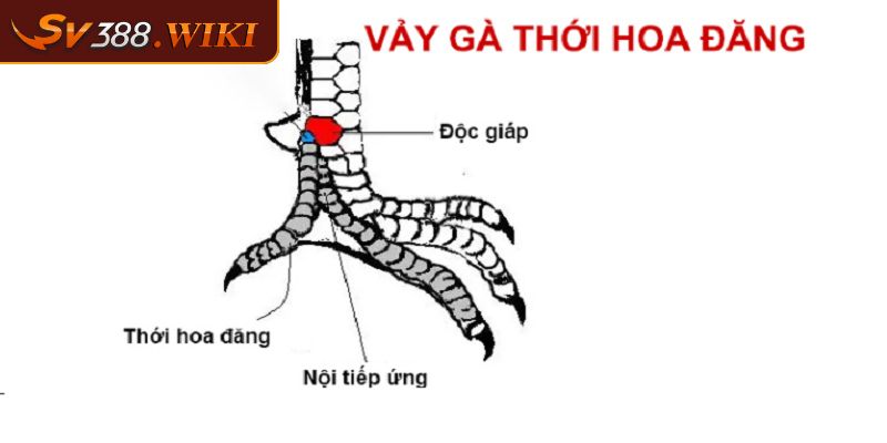 Vảy Nội Hoa Đăng Bí Quyết Chọn Lựa Chiến Kê Mạnh Mẽ Bất Bại 2 Cách xác định vảy nội hoa đăng chuẩn xác