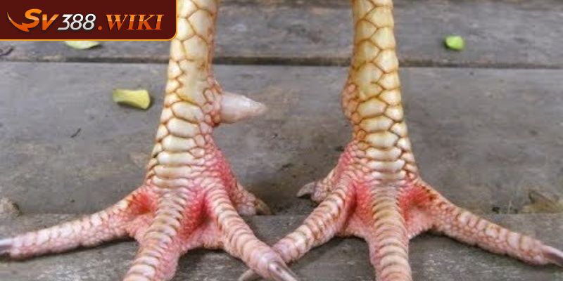 Vảy Nội Hoa Đăng Bí Quyết Chọn Lựa Chiến Kê Mạnh Mẽ Bất Bại 3 Ý nghĩa sâu sắc của vảy hoa đăng