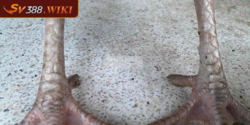 Tổng quan về vảy phủ địa